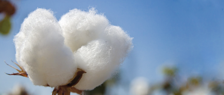 Organic bedding? What's next...organic cleaning? Well...YES!