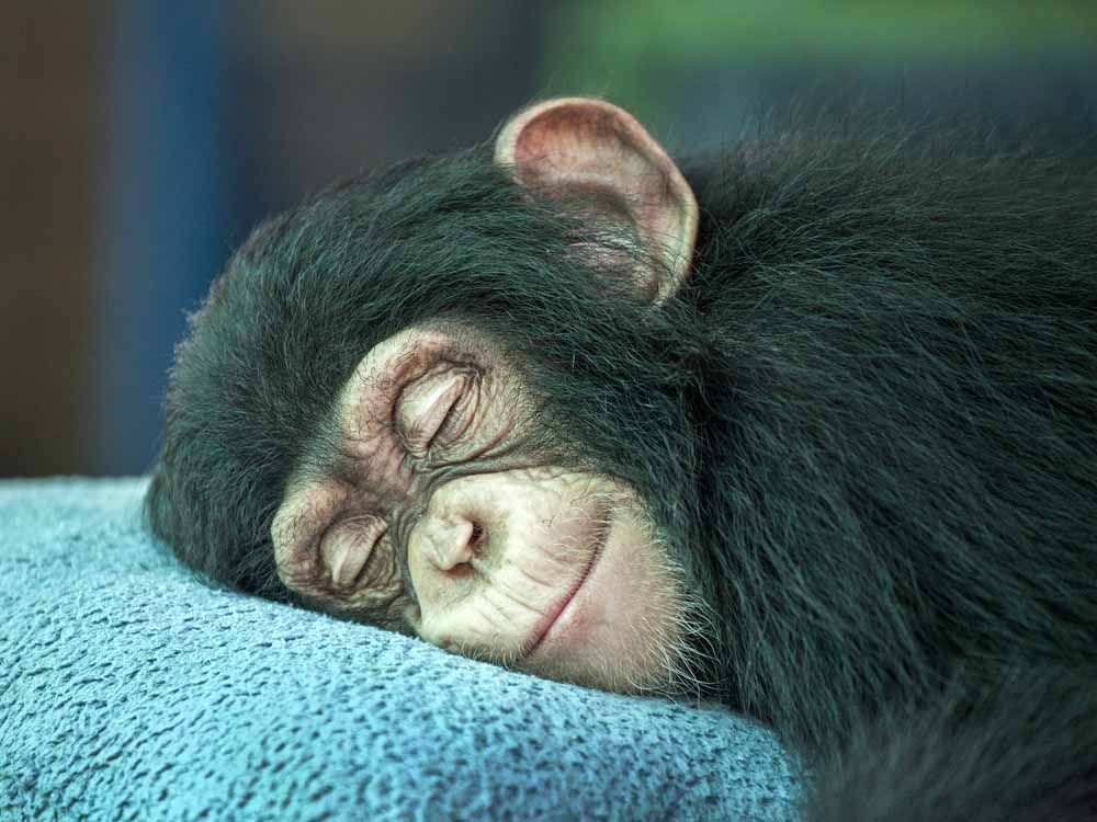The Surprising History Behind How Natural Beds Made Humans Smarter