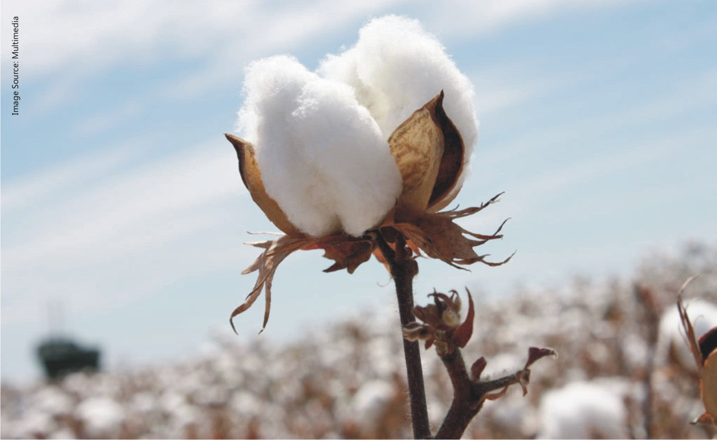 More good news about organic cotton