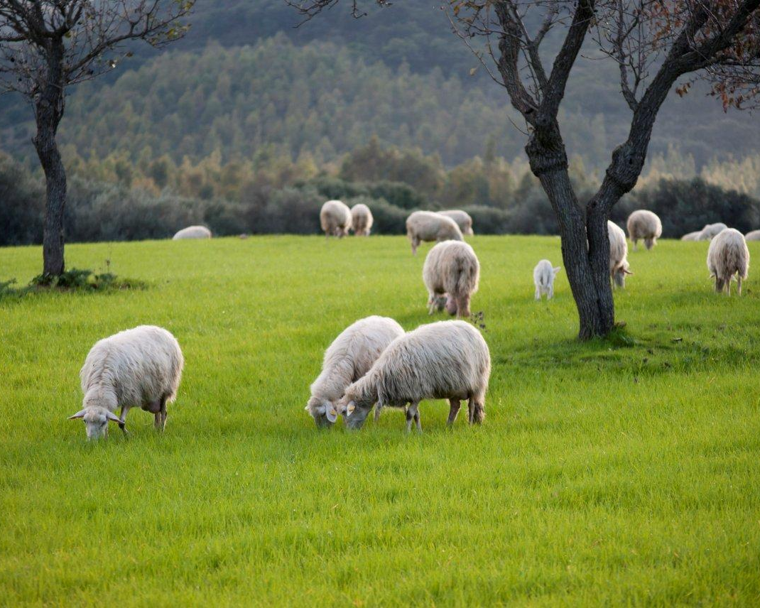 Why We Don't Use Chemical Flame Retardants