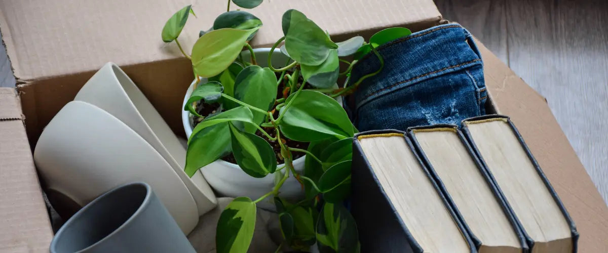 Soaring Heart's Guide to Making Your College Space Feel Like Home